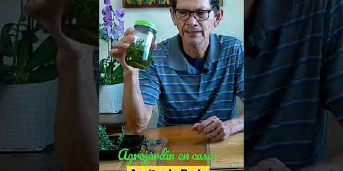 Ruda, Arruda, Armaga Ruta graveolens