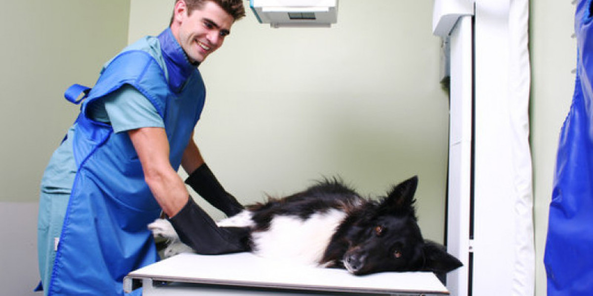 Best Cat DNA Tests For Breed ID, Genetic Health Risks & More