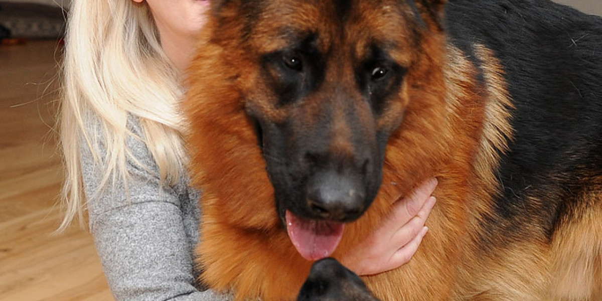 Deutscher Schäferhund Pflege: Ein umfassender Leitfaden für potenzielle Hundehalter